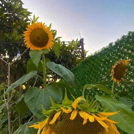 Hotel Lemon-ada Butik *